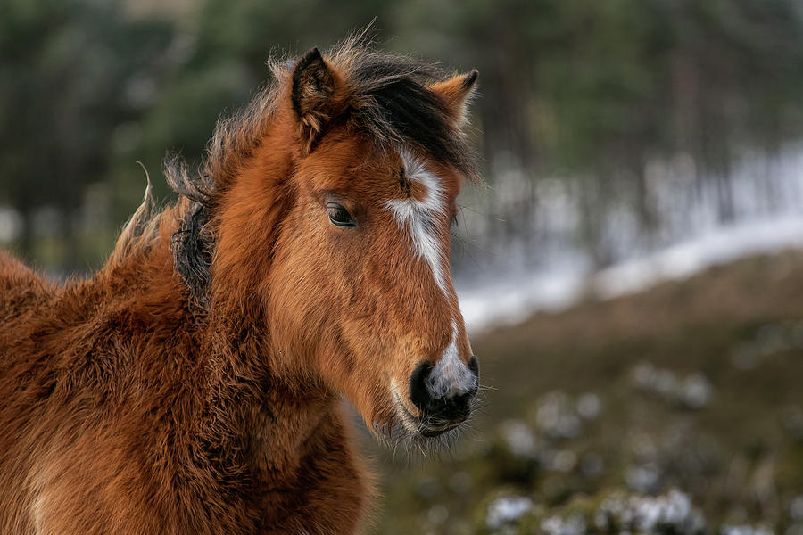 Winter Photograph - Wild Colt by David Garcia Eirin