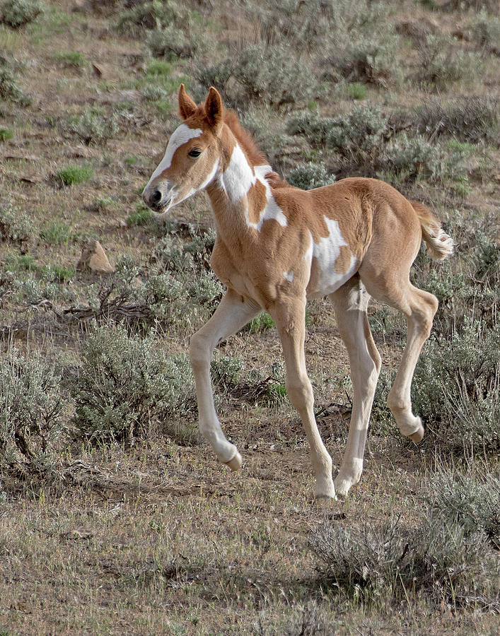 Wild Colt of the High Desert Photograph by Mindy Musick King