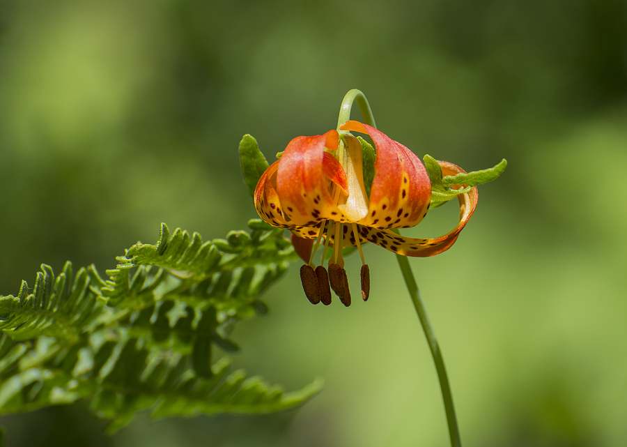 Wild Columbia Lily Photograph by Loree Johnson
