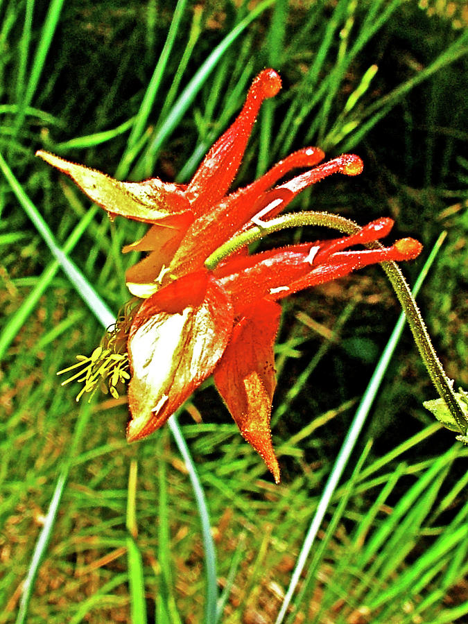 Wild Columbine on Trail near Sisters, Oregon Photograph by Ruth Hager