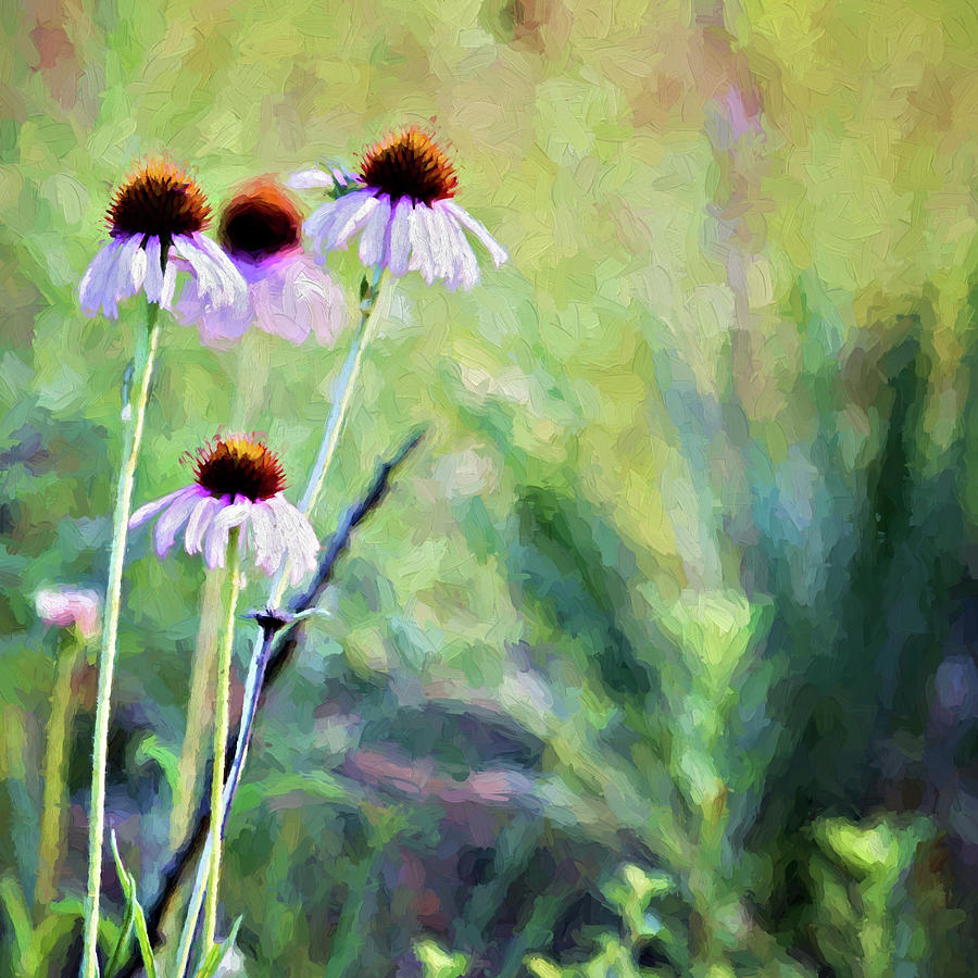Wild Coneflowers Photograph by Lana Trussell