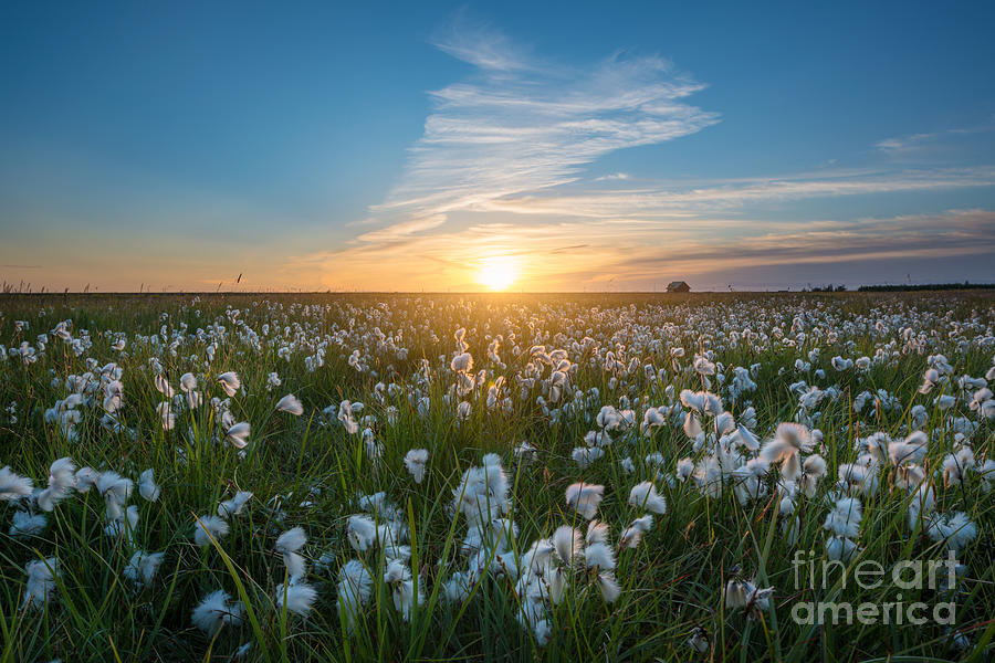 Wild Cotton Field In Iceland  Photograph by Michael Ver Sprill