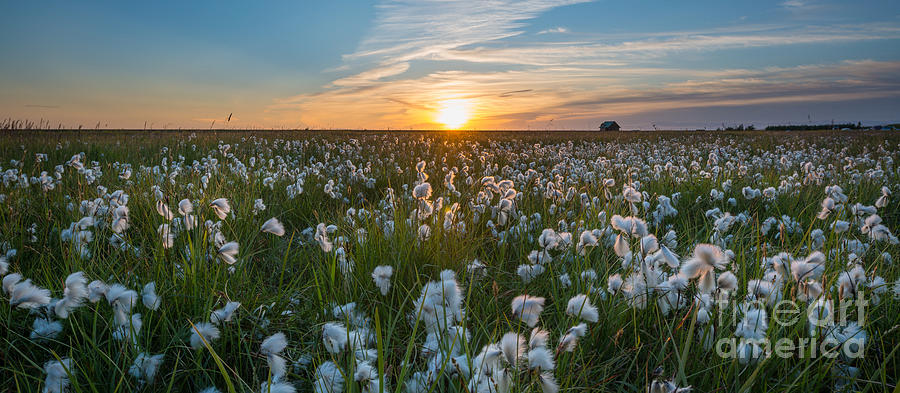 Wild Cotton Field Panorama Photograph
