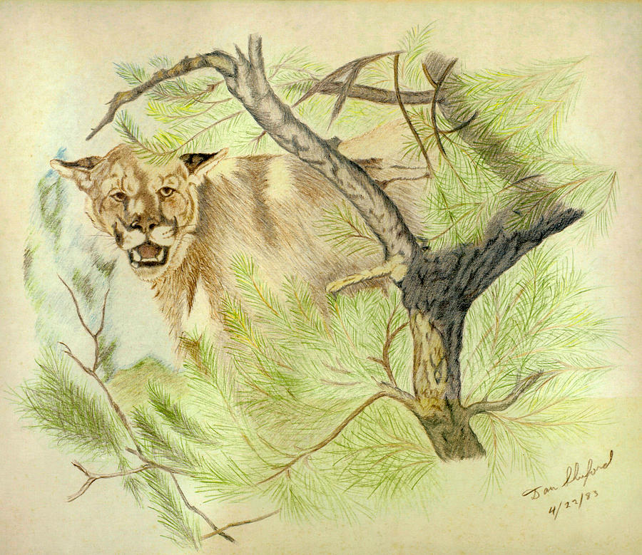 Wildlife Drawing - Wild Cougar by Daniel Shuford