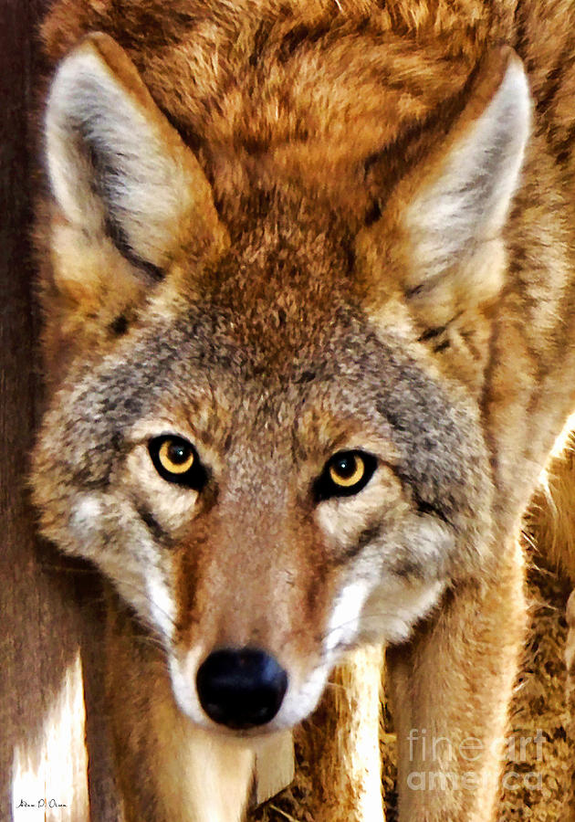 Wild Coyote Photograph by Adam Olsen