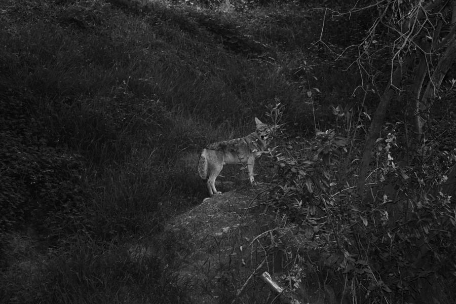 Nature Photograph - Wild Coyote in Black and White  by Lorie Stevens