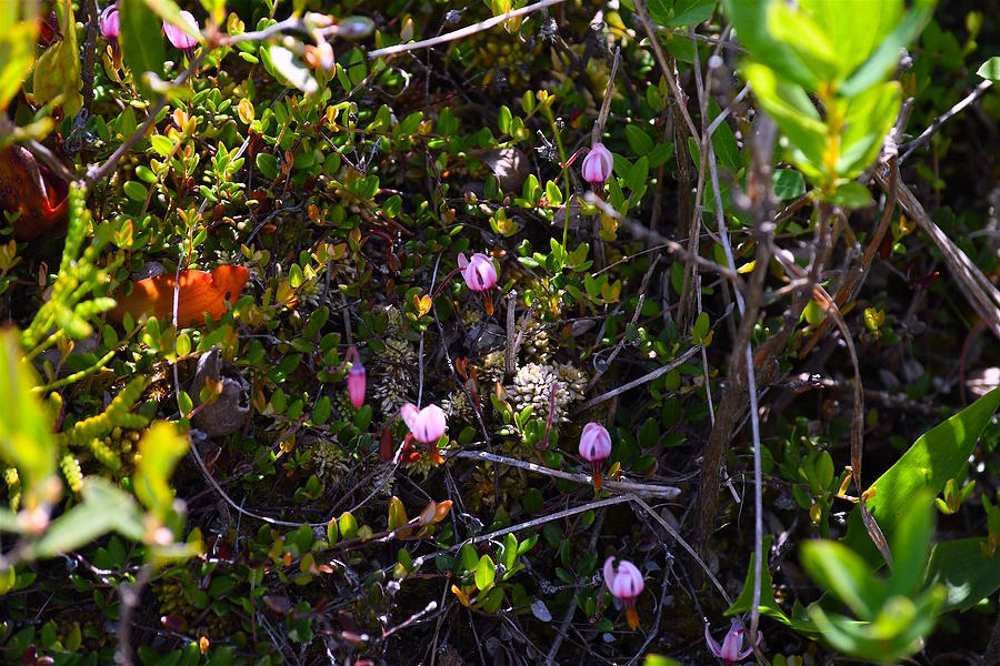 Wild Cranberry Blooms Photograph by Hella Buchheim
