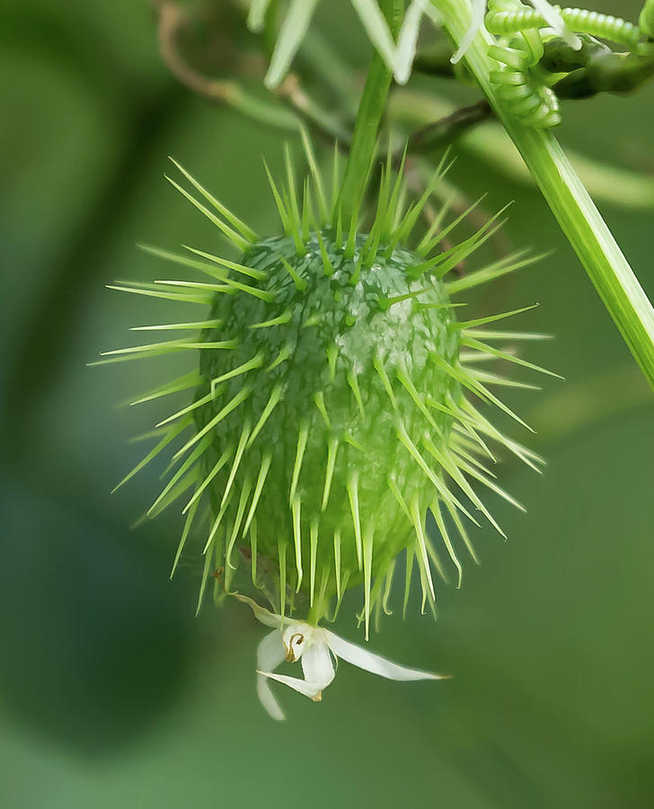 Wild Cucumber Seed Pod, Echinocystis lobata Photograph by Robert Osborne