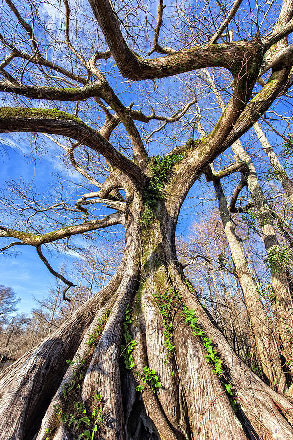Wild Cypress Photograph by Alan Raasch