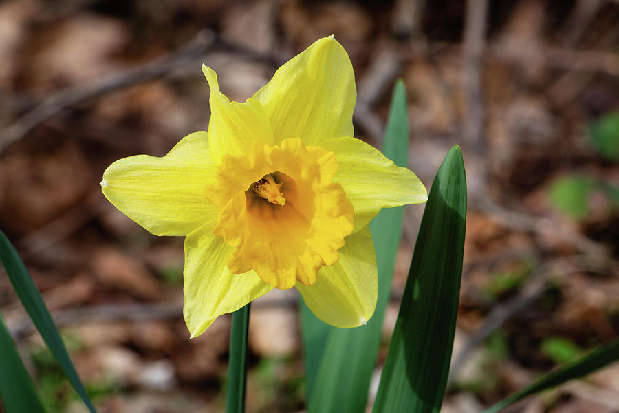 Wild Daffodil Photograph by Jeff Severson