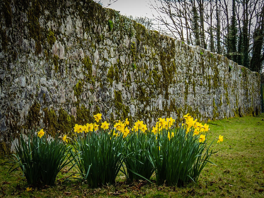 Wild Daffodils at Coole Park Photograph by James Truett