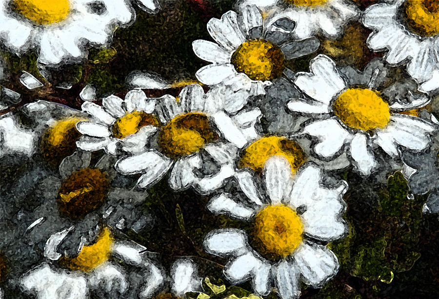 Daisy Photograph - Wild Daisies by Carol Eliassen