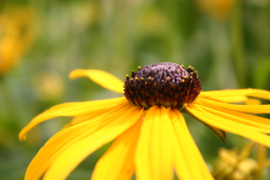 Wild Daisies Photograph by Cindy Weitzel - Fine Art America