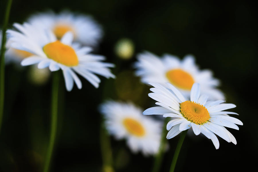 Wild Daisies Photograph by Cristina Stefan