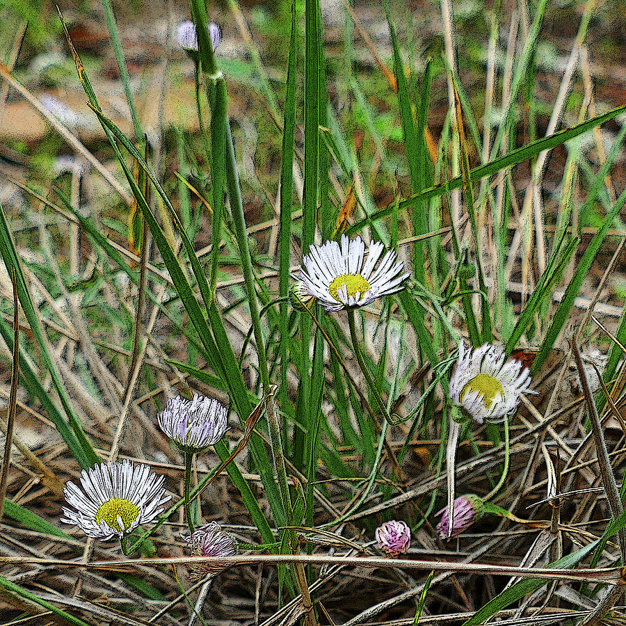 Wild Daisies Photograph by Laurel Powell