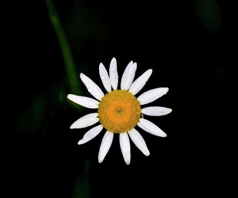 Flower Digital Art - Wild Daisy by Flees Photos