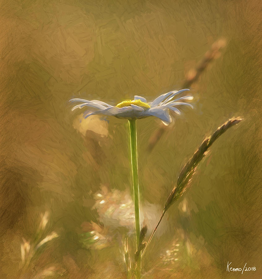 Wild Daisy in the Sunlight Late in the Day Digital Art by Ken Morris