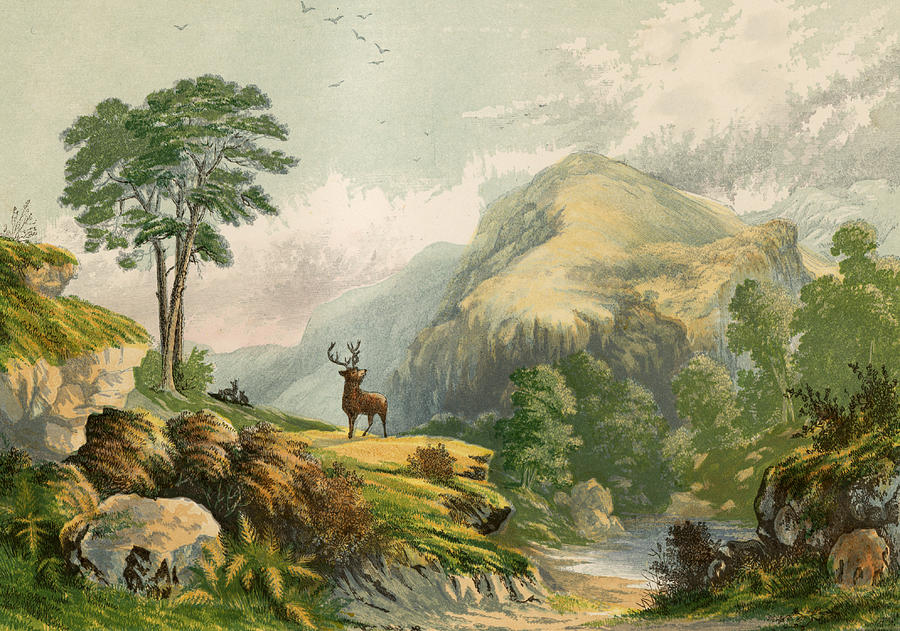 Wild Deer Painting by Alexander Francis Lydon