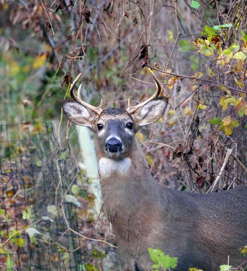 Wild Deer Photograph by Paul Ross