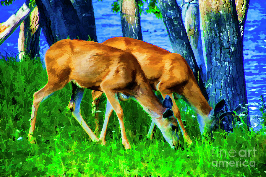 Wild Deers Photograph by Rick Bragan