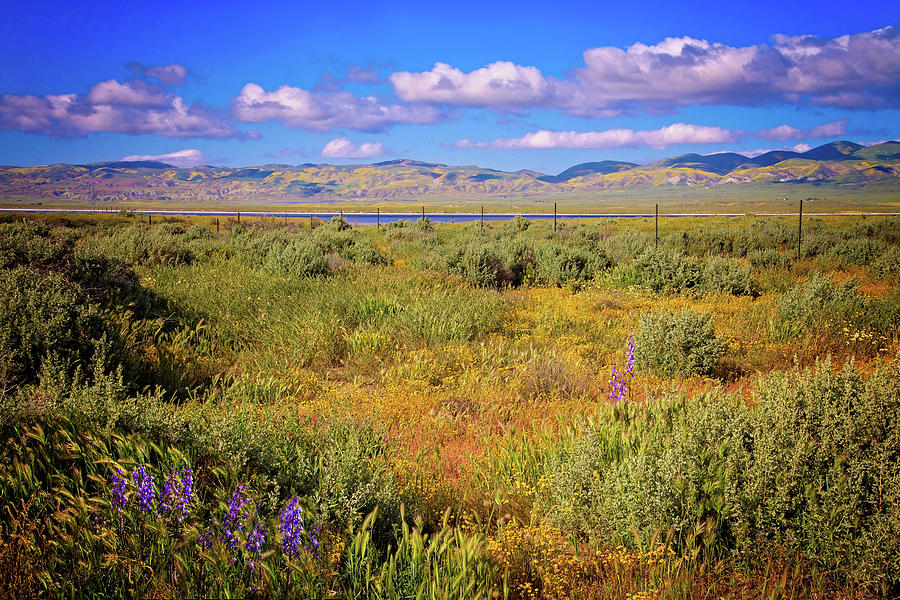 Wild Delphinium and Grasses on the Carrizo Photograph by Lynn Bauer