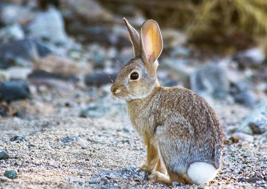  Wild Desert Bunny Photograph by Amy Sorvillo