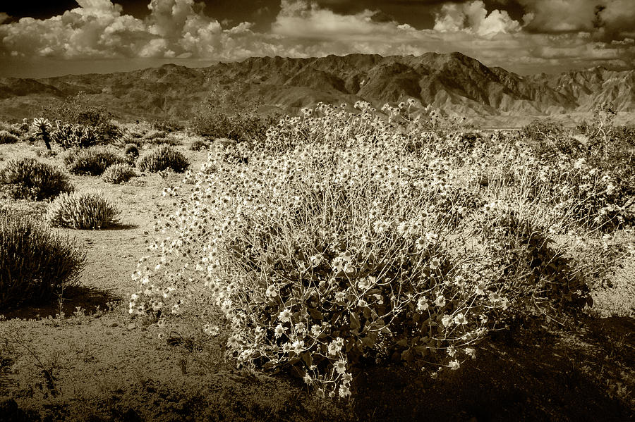 Wild Desert Flowers Blooming in Sepia Tone  Photograph by Randall Nyhof