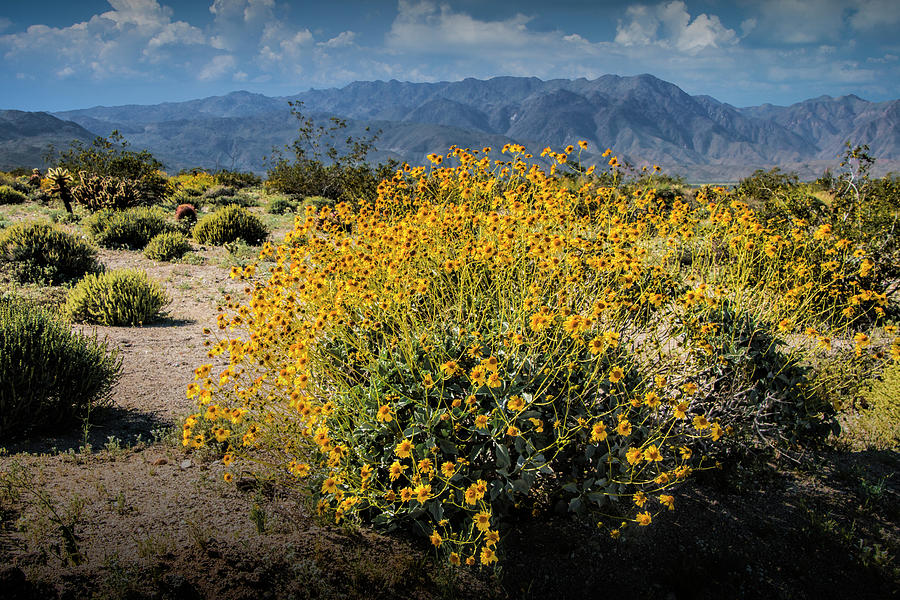 Wild Desert Flowers Blooming Photograph by Randall Nyhof