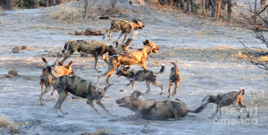 Wild Dog Excitement At Sunset. Photograph by Tom Wurl