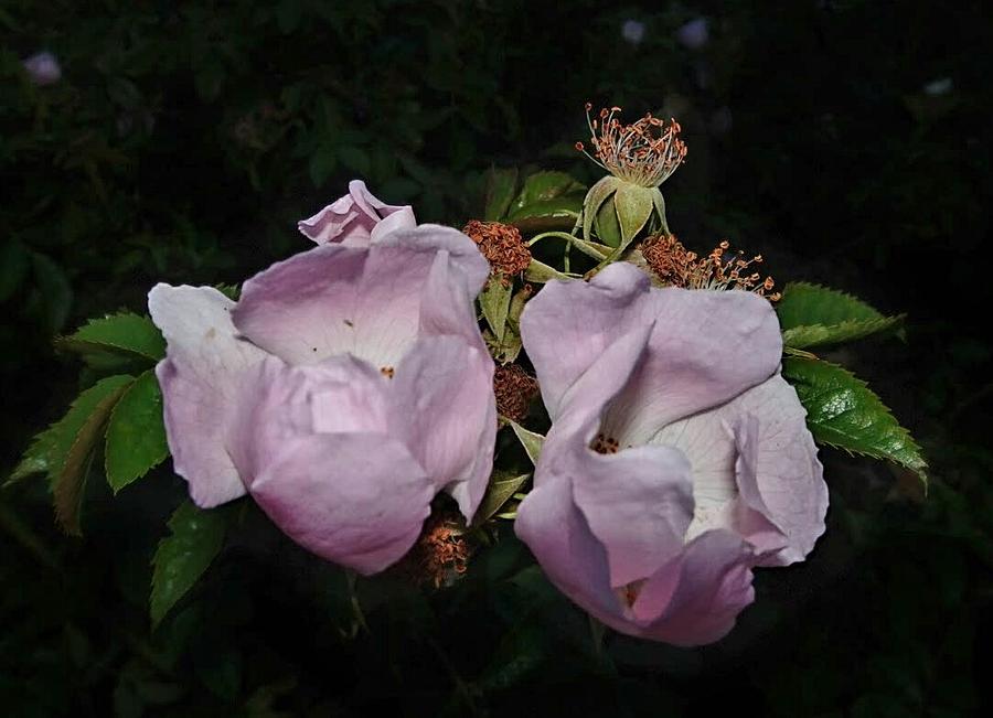 Wild Dog rose buds Photograph by Susan Baker