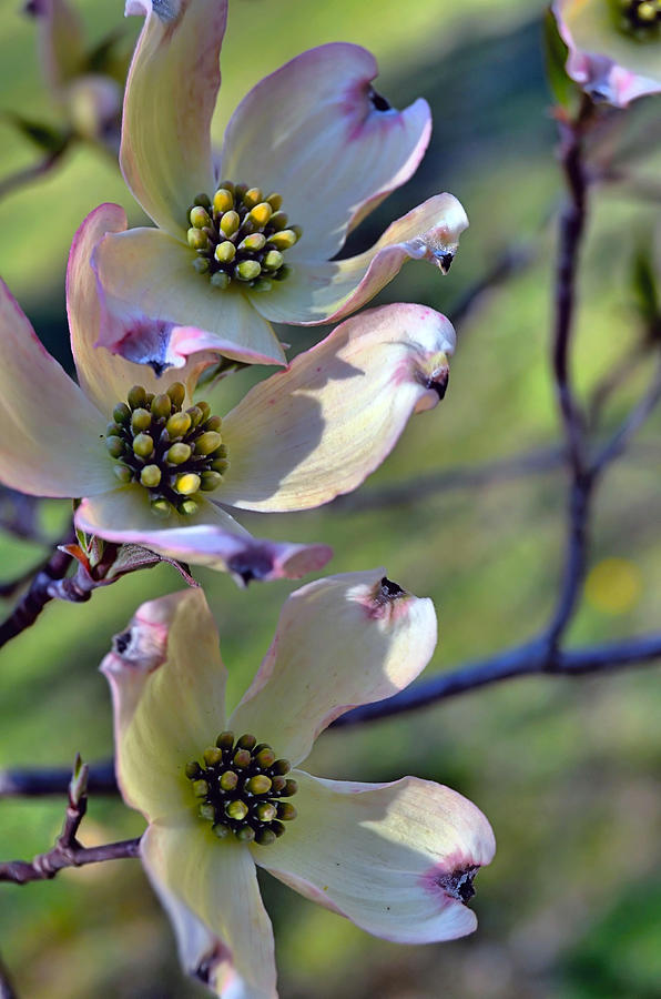 Wild Dogwood Flowers Photograph by Dave Sandt