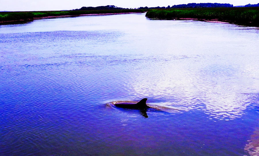 Wild Dolphin Photograph by Patricia Greer