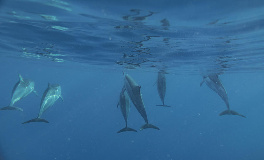 Wild Dolphins Photograph by Art Atkins