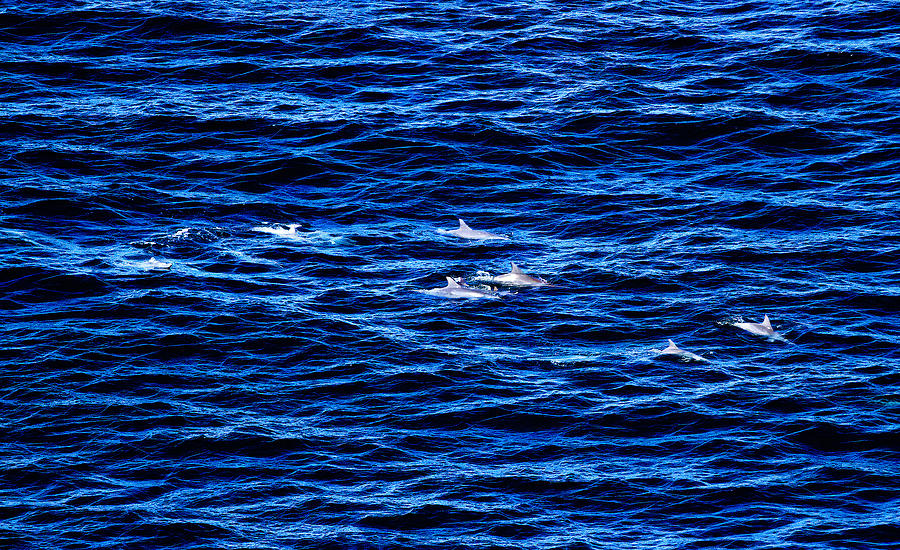 Wild Dolphins Swimming Free Photograph by Miroslava Jurcik
