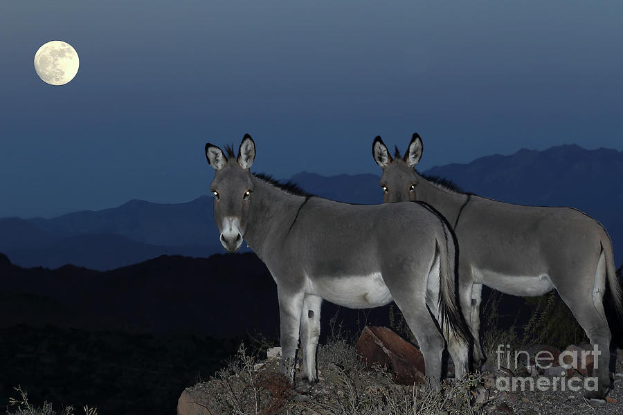 Nature Photograph - Wild Donkeys by Rick Mann Nature Photograph - Wild Donkeys by Rick Mann