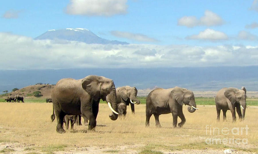 Curtain Photograph - Wild elephants on the horizon Mount Kilimanjaro Tanzania posters canvas tshirt pillows curtains gift by Navin Joshi