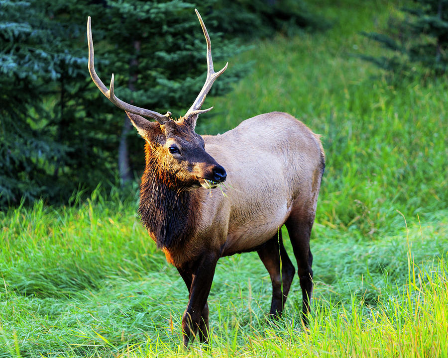 Wild Elk in Banff Canada Photograph by Adonis Villanueva | Fine Art America