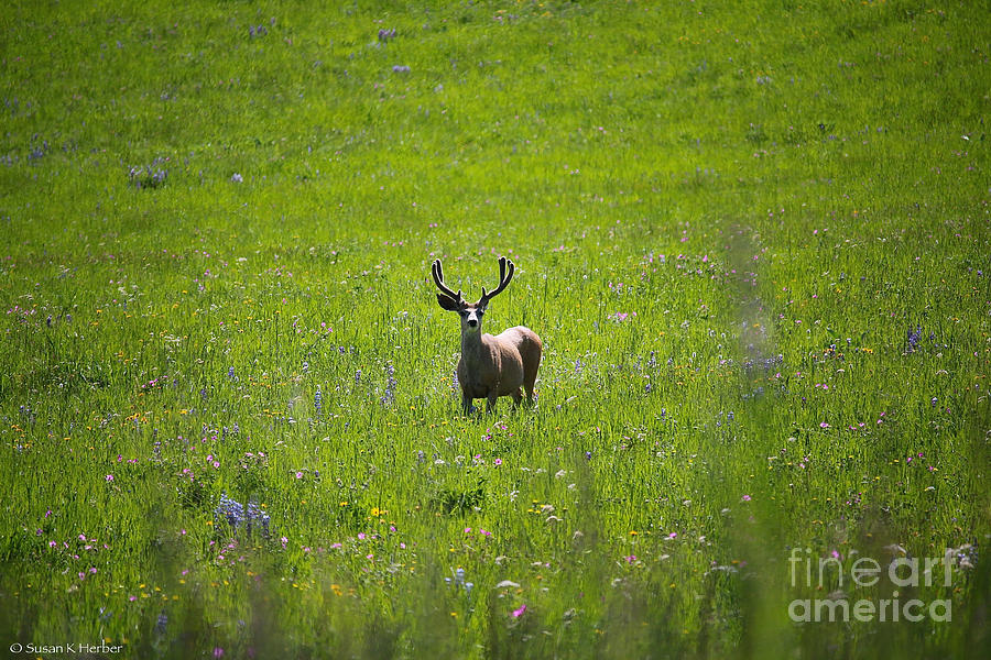 Wild Elk Photograph by Susan Herber