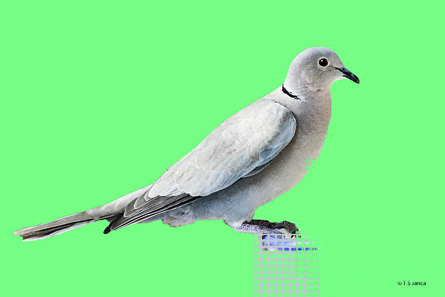 Wild Eurasian Collared Dove Digital Art by Tom Janca