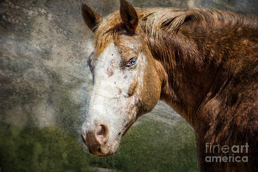 Wild Eyed Horse Digital Art by Georgianne Giese