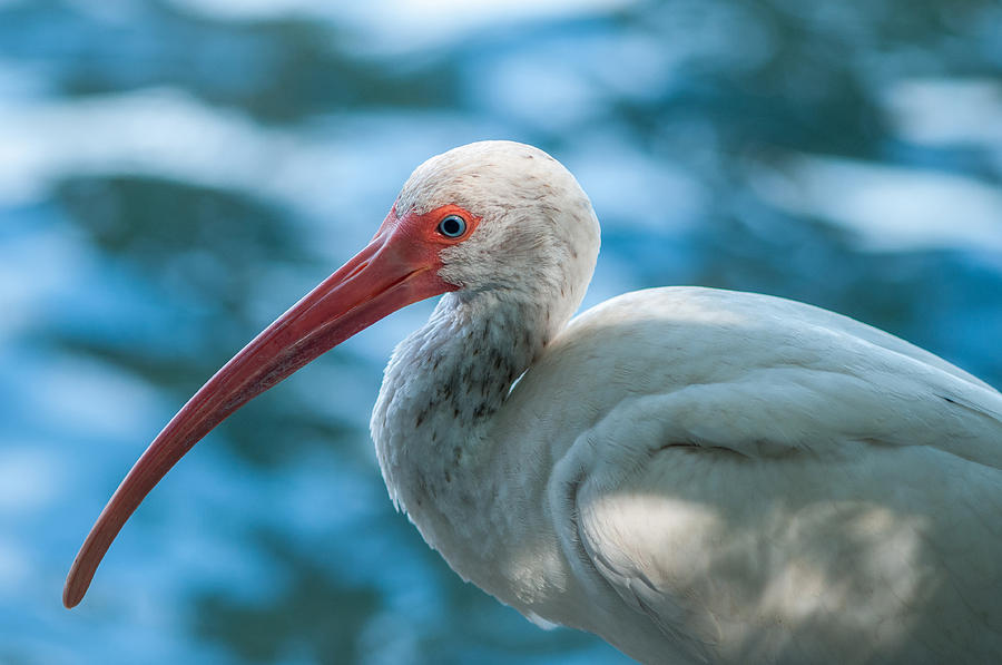 Wild eyed Ibis Photograph by Brian Green