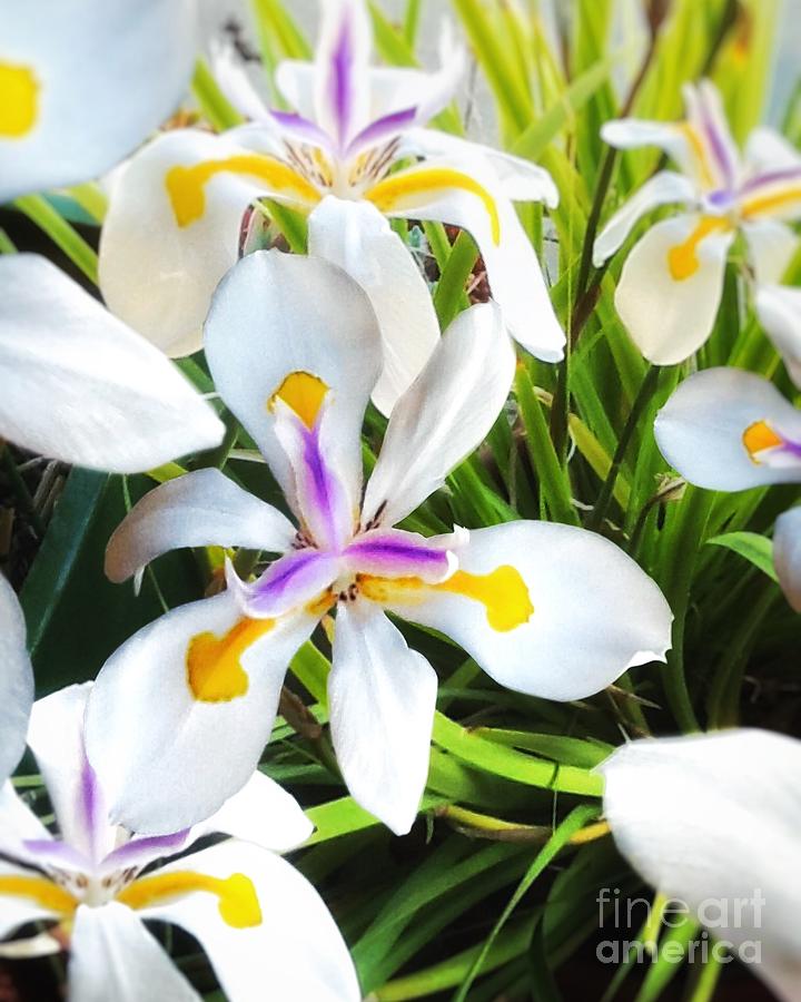 Spring Photograph - Wild Fairy Iris Patch by John Castell