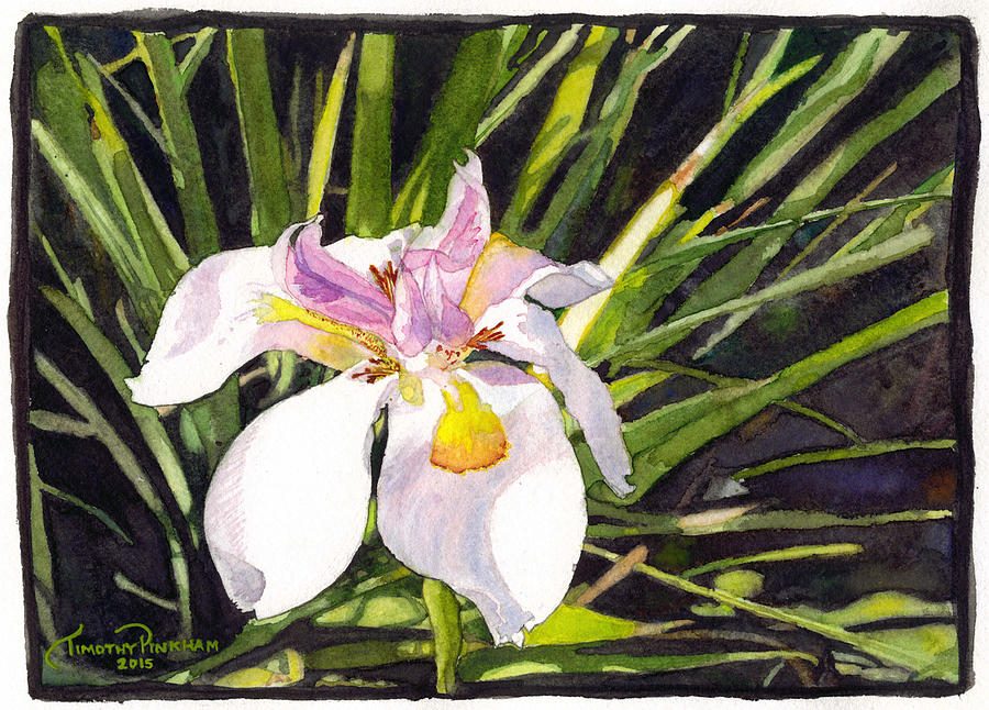 Iris Painting - Wild Fairy Iris by Timothy Pinkham