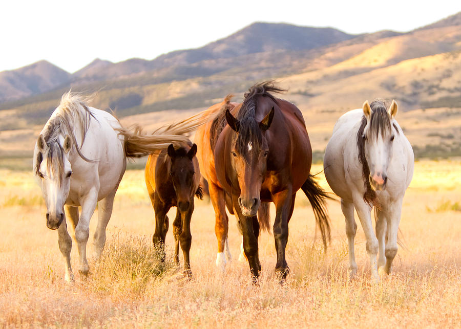 Wild Family Photograph by Kent Keller - Fine Art America