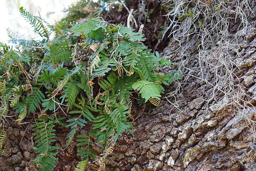 Wild Ferns Photograph by Laurie Perry