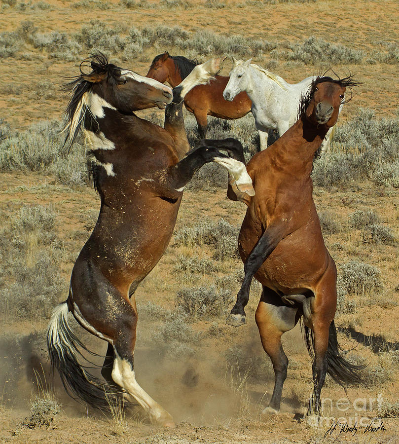Wild Fighting Horse-Signed-#2727 Photograph by J L Woody Wooden