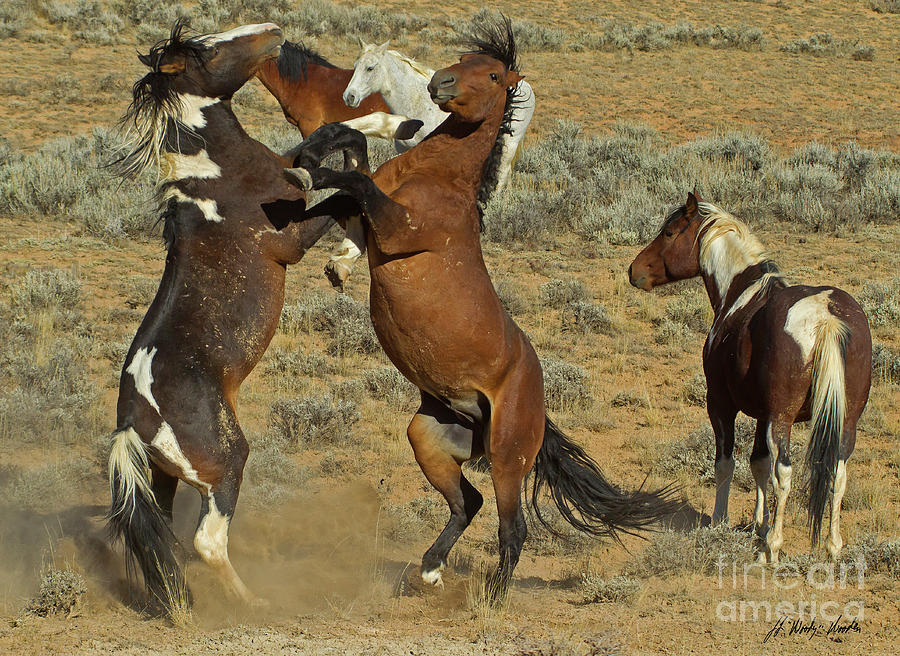 Wild Fighting Horses-Signed-#2725 Photograph by J L Woody Wooden