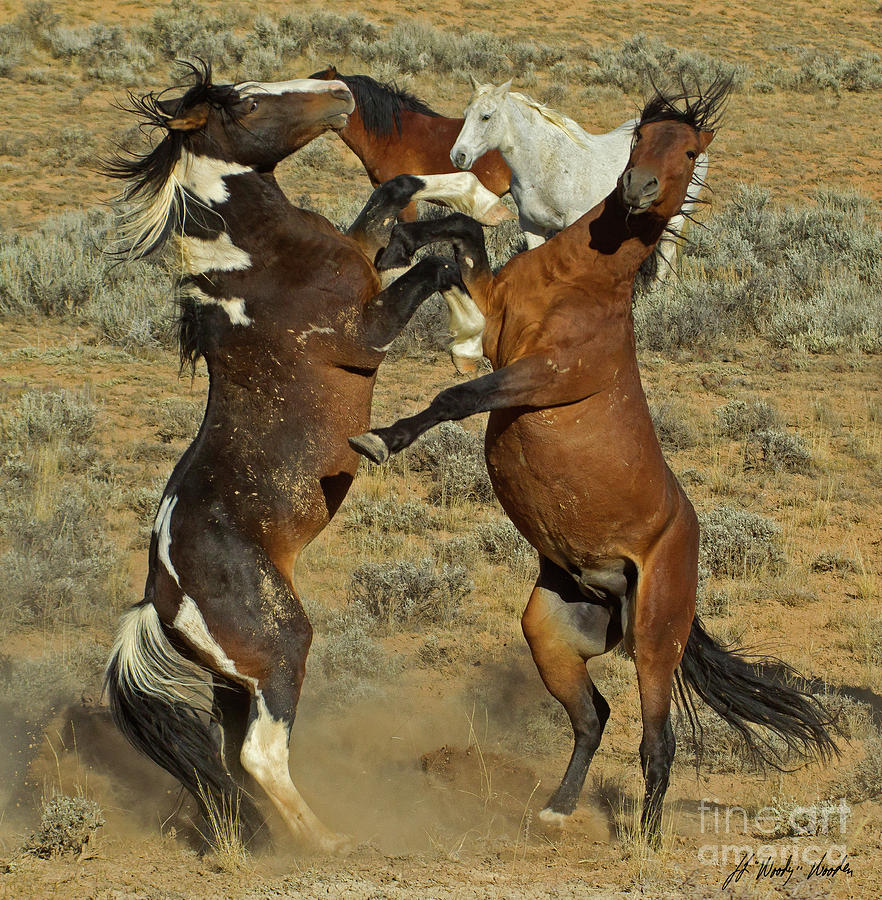 Wild Fighting Horses-Signed-#2726 Photograph by J L Woody Wooden
