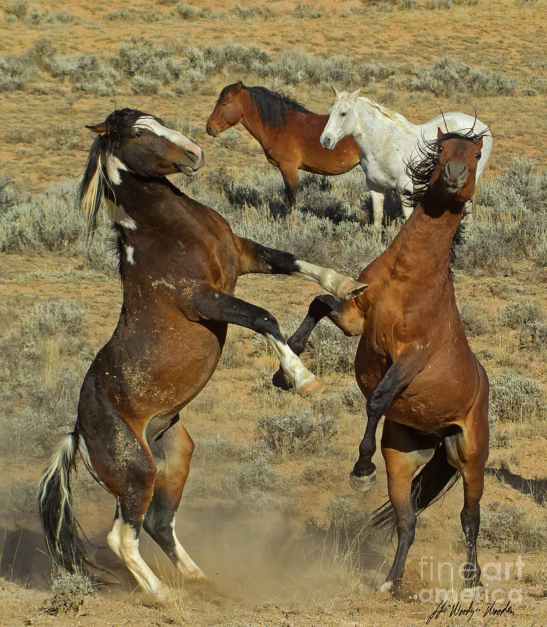 Wild Fighting Horses-Signed-#2728 Photograph by J L Woody Wooden