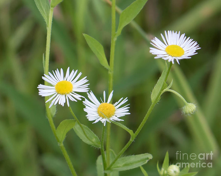 Wild Flower Sunny Side Up by Marc Champagne Wild Flower Sunny Side Up by Marc Champagne